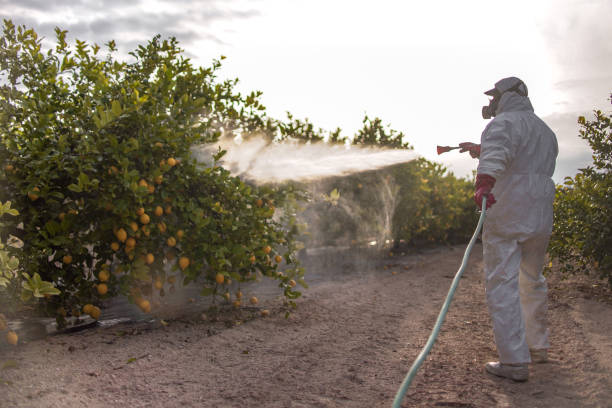 Best Exterminator Services  in China Lake Acres, CA