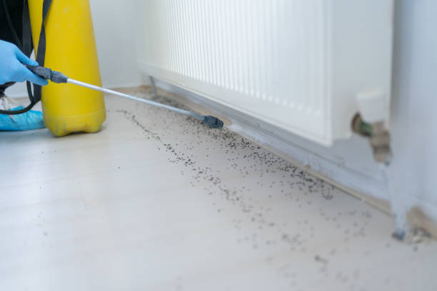 Best Ant Control Services  in China Lake Acres, CA